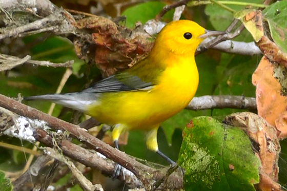 Prothonatary Warbler Male 