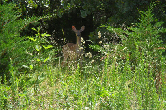 Deer at Metcalf in Bella Vista, Ar taken by Xyta