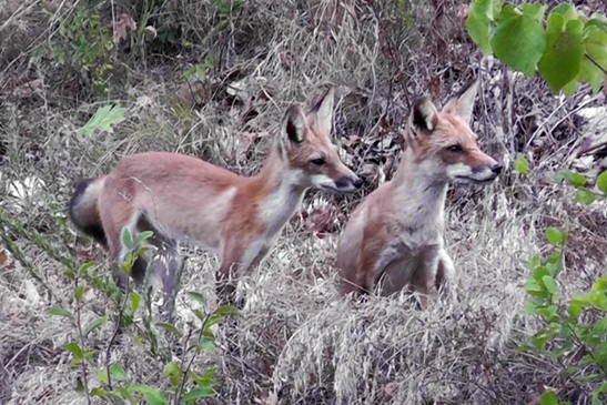 young fox siblings in Beautiful Bella Vista, AR 72714